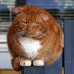 Obese and fat domestic animals